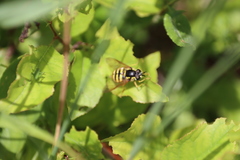 Chrysotoxum cautum