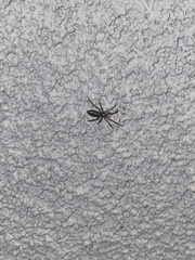 Drassyllus