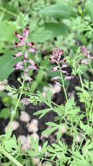 Fumaria schleicheri