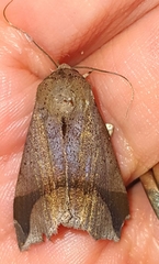 Pseudophisma aeolida