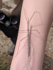 Sceptrophasma bituberculatum