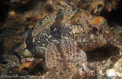 Centropogon australis