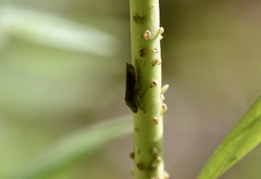 Homalodisca vitripennis