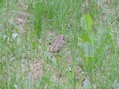 Passer domesticus