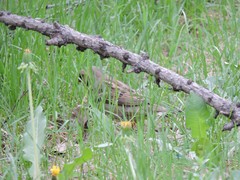 Passer domesticus
