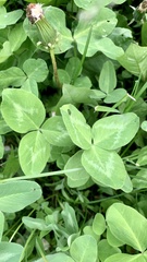 Trifolium pratense
