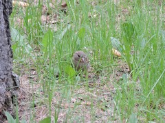 Passer domesticus