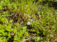 Cardamine dentata