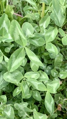 Trifolium pratense