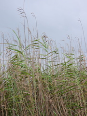 Phragmites australis berlandieri