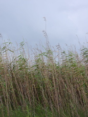Phragmites australis berlandieri