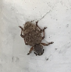 Otiorhynchus singularis