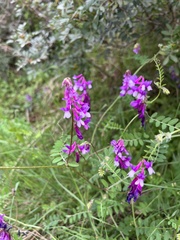 Vicia eriocarpa
