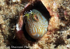 Parablennius intermedius