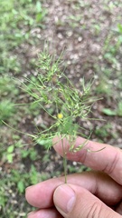 Poa bulbosa vivipara