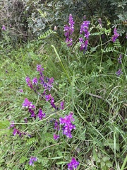 Vicia eriocarpa