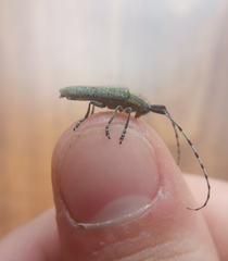 Agapanthia villosoviridescens