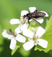 Empis pennipes