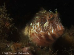 Parablennius intermedius