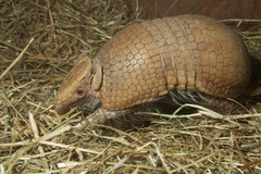 Southern Three-Banded Armadillo photo 3