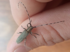 Agapanthia villosoviridescens