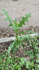Lactuca serriola