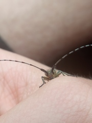 Agapanthia villosoviridescens
