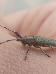 Agapanthia villosoviridescens