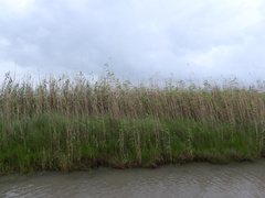 Phragmites australis berlandieri