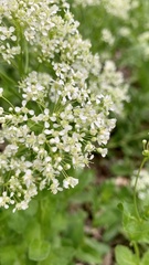 Lepidium draba