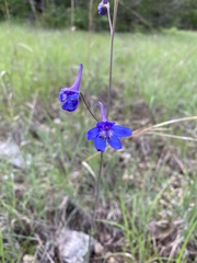 Delphinium treleasei
