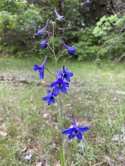 Delphinium treleasei