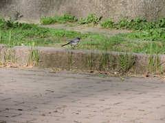 Motacilla alba personata