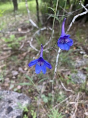 Delphinium treleasei