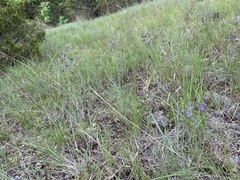Delphinium treleasei