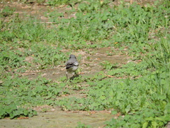 Motacilla alba personata
