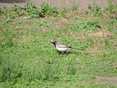 Motacilla alba personata
