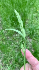 Dactylis glomerata