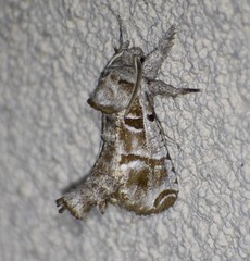 Inguromorpha arcifera