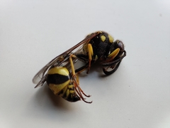 Eumenes mediterraneus