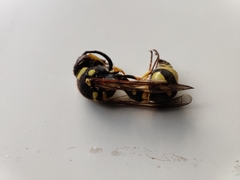 Eumenes mediterraneus