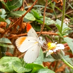 Colotis antevippe antevippe