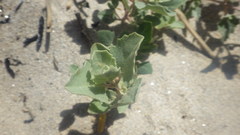Atriplex laciniata