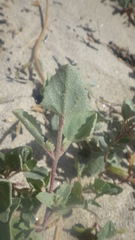 Atriplex laciniata