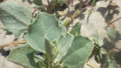 Atriplex laciniata