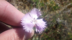 Dianthus gallicus