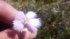 Dianthus gallicus