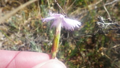 Dianthus gallicus