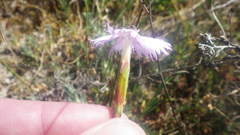 Dianthus gallicus
