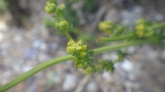 Galium neglectum